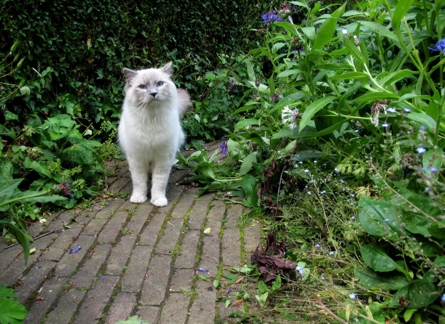 Always finding your neighbor’s cats in your garden? This catfriendly