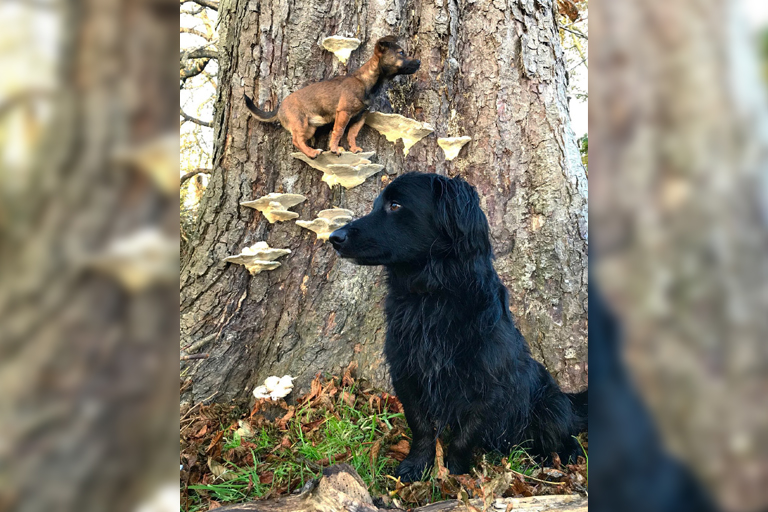 Here are 10 pictures of dogs on mushrooms