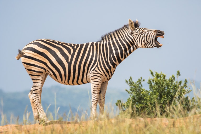 This Zebra Was Spotted In The Wild Vet Is Shocked When He Realizes