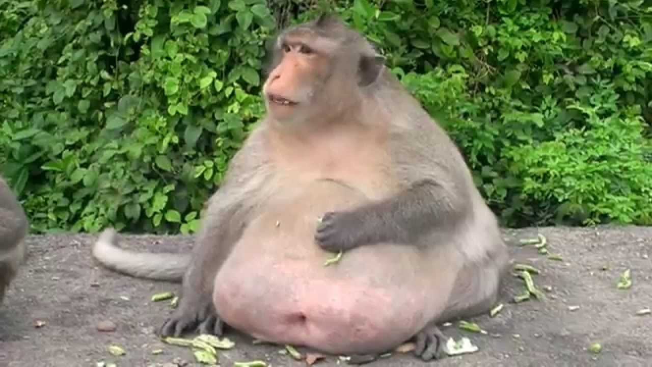 This Monkey Was Spotted In The Wild - Vet Is Shocked When He Realizes ...