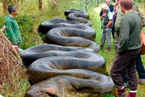 These Workers Found A Giant Snake - You Won't Believe What They Found