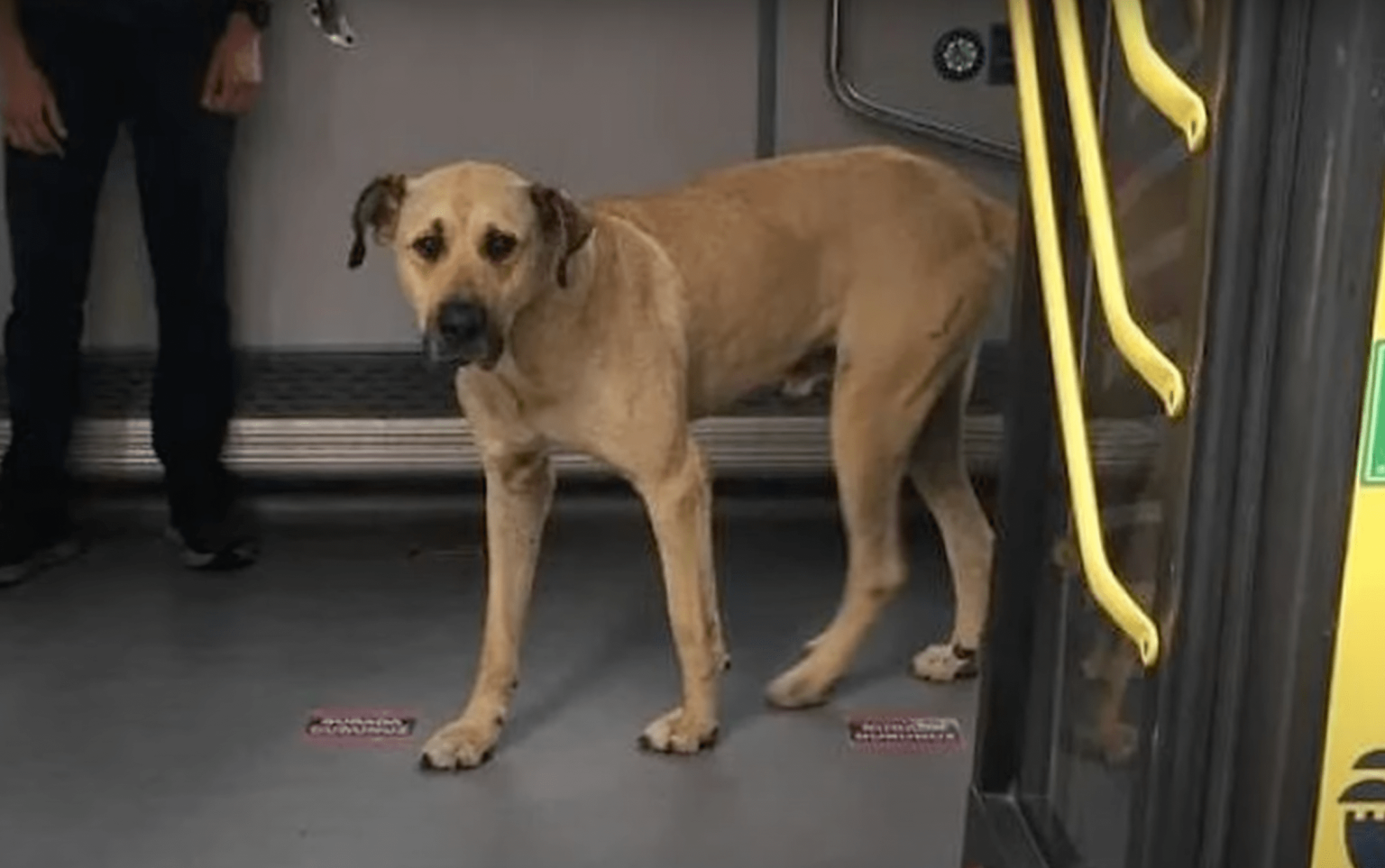 This Dog Took The Subway Every Day, Until Man Puts A Tracker On Him And