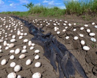 Farmer finds hundreds of strange eggs in his crops - but when they hatch,  he bursts into tears -