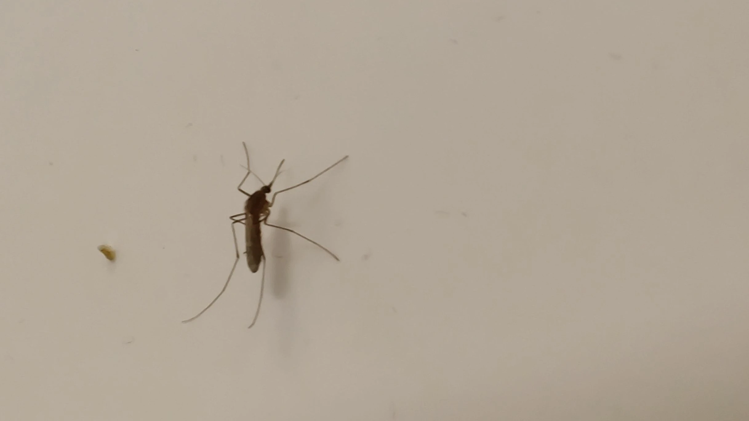 Mosquitos inside your house? Get rid of them with this trick!
