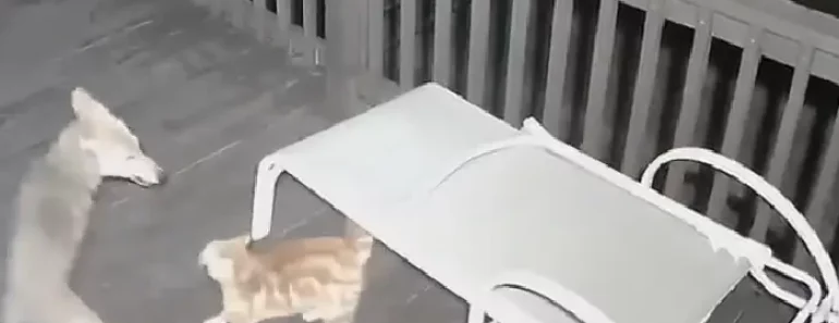 Coyote Snatches Cat from Porch – And It was All Caught on Camera